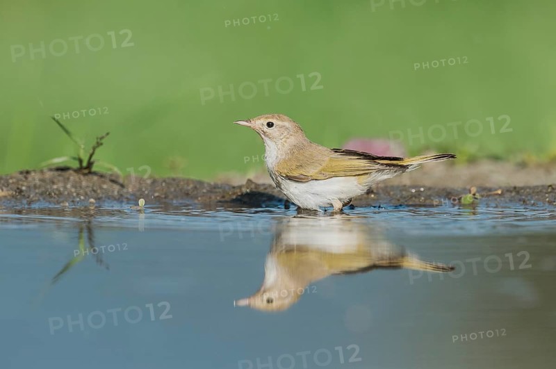 Western Bonelli's Warbler (Phylloscopus bonelli) standing in a waterhole, Aostatal, Italia
