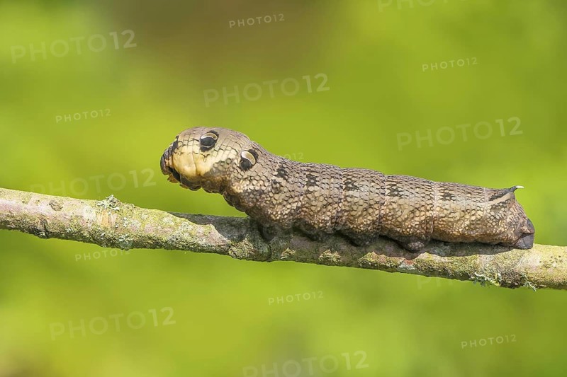 Elephant hawk-moth (Deilephila elpenor), caterpillar on an old branch, elephant hawk-moths, moths, insects, butterflies, animals, other animals, Siegerland, North Rhine-Westphalia, Germany