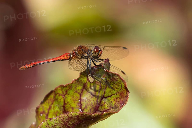 Common darter dragonfly (Sympetrum striolatum) adult male insect resting on a garden beetroot vegetable plant leaf in summer, Suffolk, England, United Kingdom