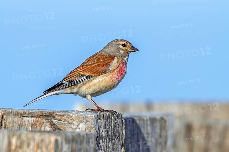 Common linnet (Linaria cannabina, Carduelis cannabina) male in breeding plumage perched on wooden fence post in spring