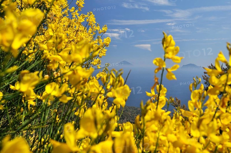 View of the volcanic island of Stromboli through yellow-blooming broom, Salina, Aeolian or Lipari islands, Sicily, southern Italy, Italy