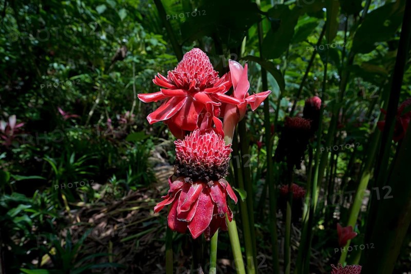 Torch ginger (Etlingera elatior) at the Kuang Si Falls, Luang Prabang, Kuang Si, Luang Prabang Province, Laos