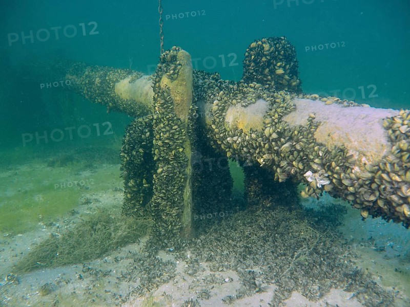 Underwater image of a tube covered by Quagga triangular mussels (Dreissena rostriformis bugensis), invasive species, dive site Wildsau, Berlingen, Lake Constance, Switzerland, Germany