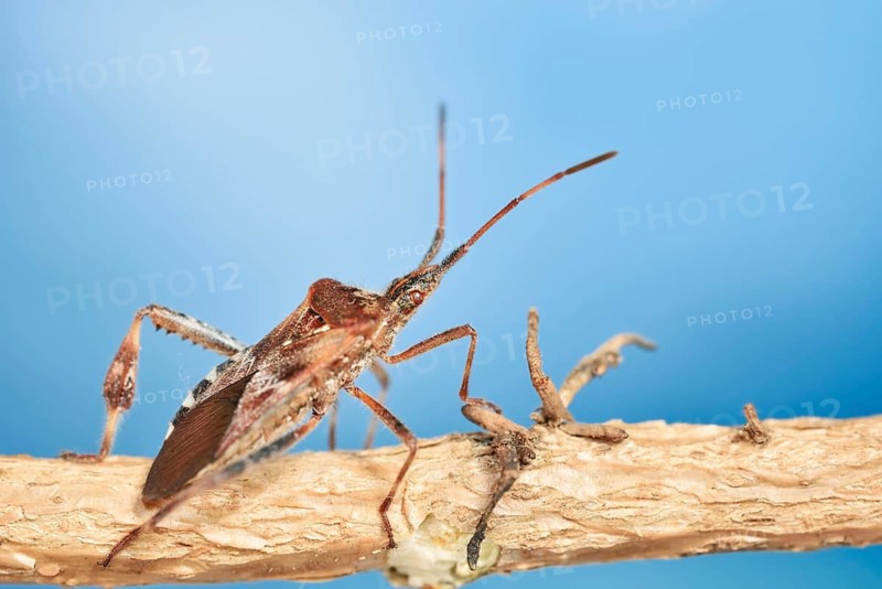 Western conifer seed bug (Leptoglossus occidentalis), North Rhine-Westphalia, Germany