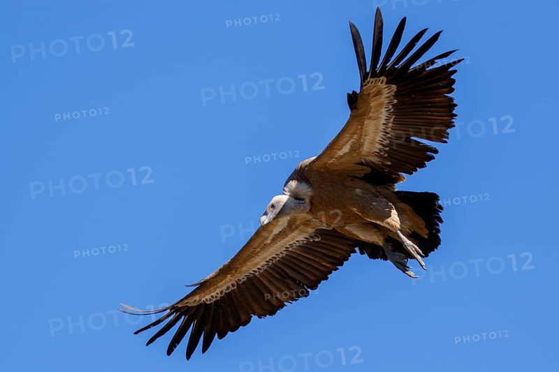 Griffon Vulture (Gyps fulvus) flying, Spain