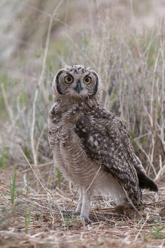 Spotted Eagle-owl (Bubo africanus) juvenile, Northern Cape, South Africa