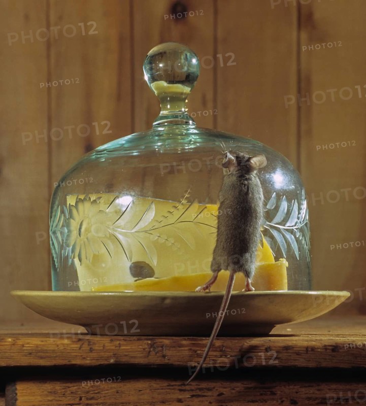 House mouse, mus musculus, rodents, rodentia, mammals, mouse, muroids, mice, rodents, mammals