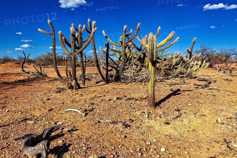 Cacti in a dry landscape with intense blue skies and sparse growth, the thornshrub savanna in the Caatinga landscape in the federal states of Pernambuco and Bahia in Brazil