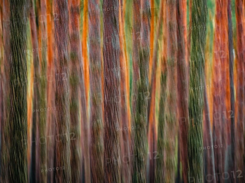 Pine trunks in line and structure, Nossentiner Schwinzer Heide nature park Park, Mecklenburg-Western Pomerania, Germany
