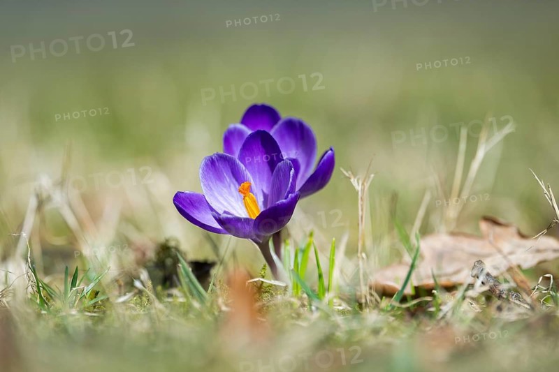 Flowering crocuses (Crocus) in the garden in springtime on a sunny day, Bavaria, Germany