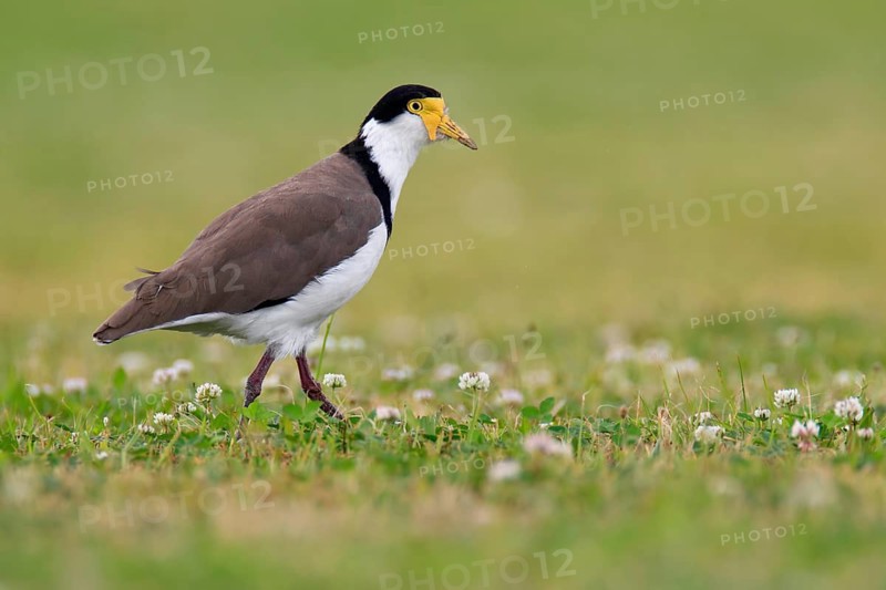 Masked Lapwing (Vanellus miles), Tasmania, Australia