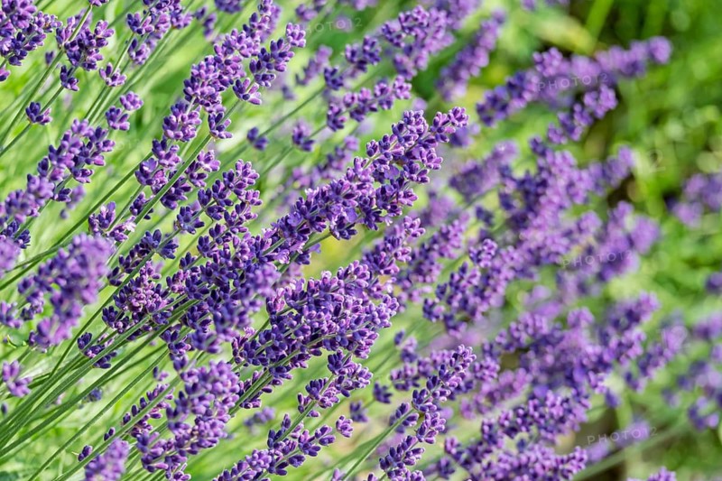 Common lavender (Lavandula angustifolia), North Rhine-Westphalia, Germany