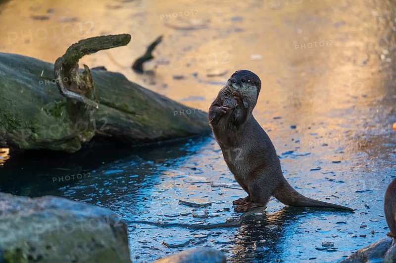 One oriental small-clawed otter or Asian small-clawed otter (Aonyx cinerea), plays with a small piece of ice on a frozen pond