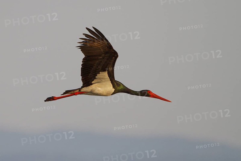 Black Stork (Ciconia nigra) flying, Greece
