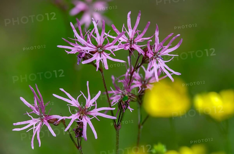 Caryophyllaceae, cuckoo clove, lychnis flos-cuculi, clove family, ragged-robin, silene flos-cuculi, flora, plants