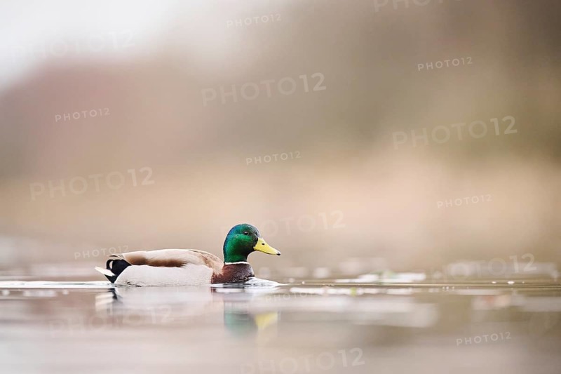 Wild duck (Anas platyrhynchos) male swimming on a lake, Bavaria, Germany