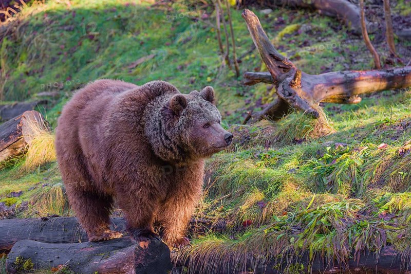 An adult female brown bear (Ursus arctos arctos) walks through hilly terrain with trees and rocks