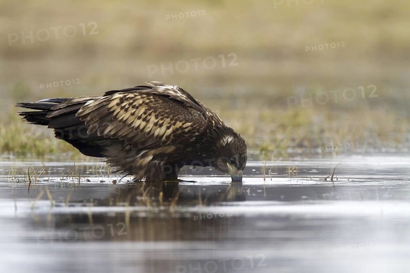 White-tailed Eagle (Haliaeetus albicilla) juvenile, Kutno, Poland