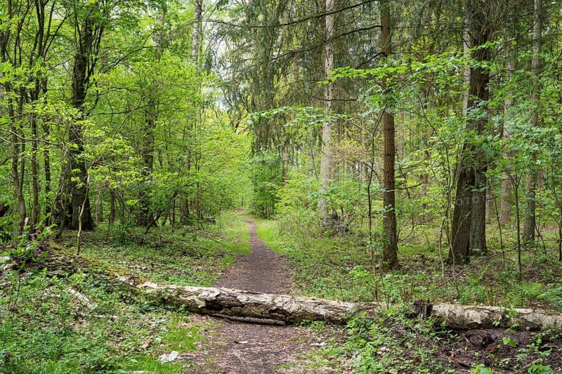 Fallen tree trunk on a forest trail, deciduous forest, spring, Müritz National Park, Mecklenburg Lake District, Mecklenburg-Western Pomerania, Germany