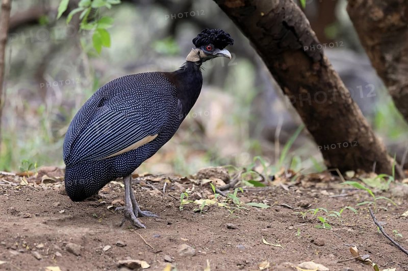 Ruffed Guinea Fowl (Guttera pucherani), adult, on the ground, alert, foraging, Kruger, Kruger National Park, South Africa