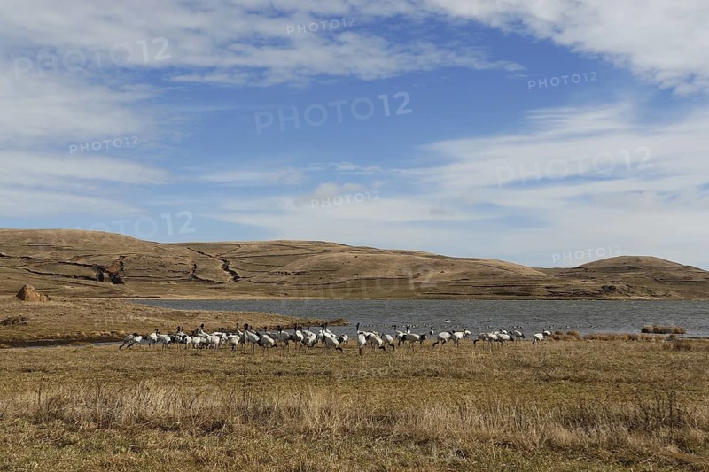 Black-necked Crane (Grus nigricollis), Dashanbo, China