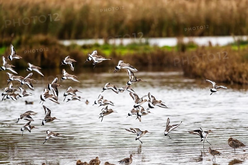 Black-tailed Godwits, Limosa limosa, birds in flight over marshes