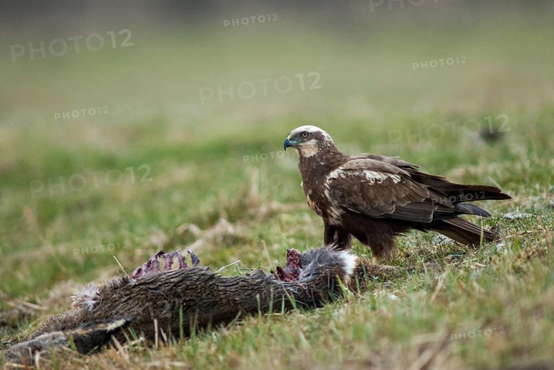 Accipitriformes, Circus Aeruginosus, Marsh Harrier, Harrier, Birds, Wild Game, Female, Birds of Prey, Leo, Babes, Raptors, Birds, Female