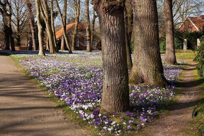 Crocuses, spring crocuses, crocus field, carpet of flowers, spring saffron, iris family, Backemoor, East Frisia, Germany