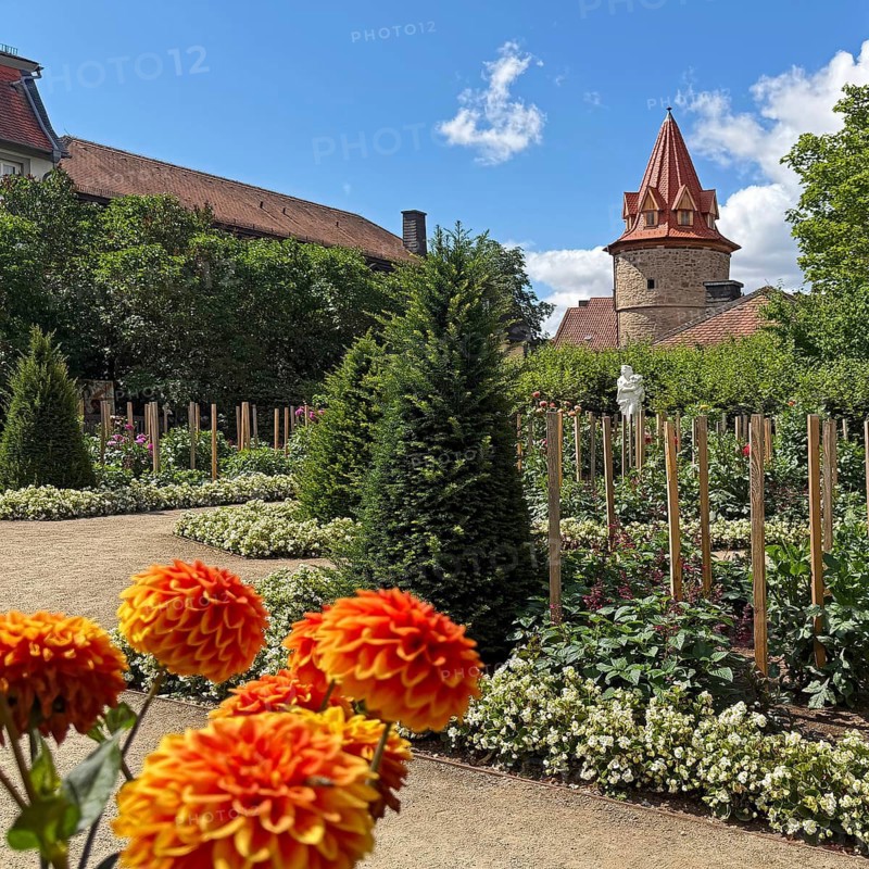 Dahlia garden with the new roof of the Hexenturm, Altstadt, Barockviertel, Fulda, East Hesse, Germany