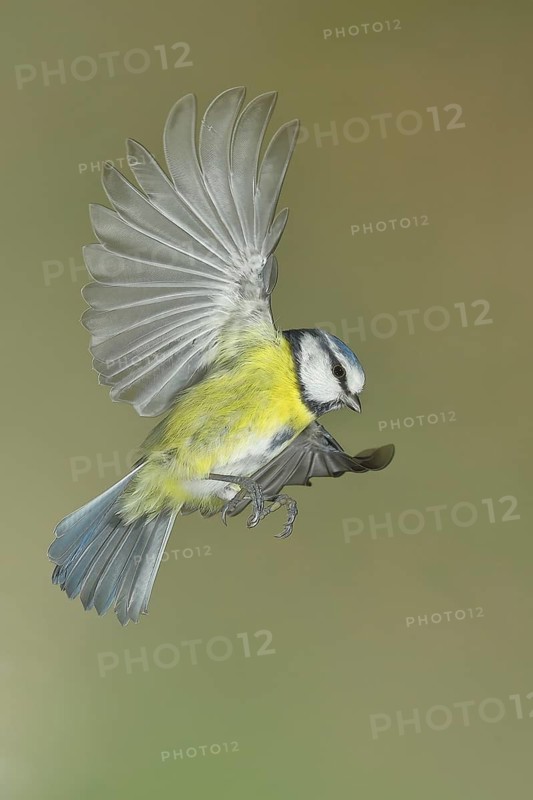 Blue Tit (Parus caeruleus) in flight, aerial photograph, high-speed aerial photograph, Wilnsdorf, North Rhine-Westphalia, Germany