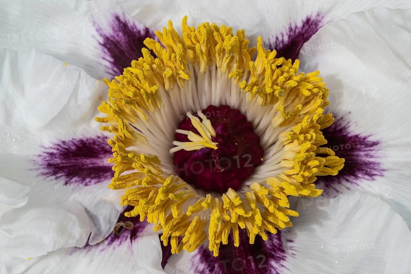 Shrub peony (Paeonia suffruticosa Dojean), detail, Emsland, Lower Saxony, Germany