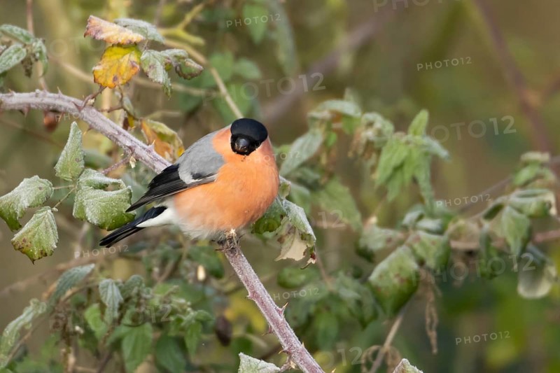 Eurasian bullfinch (Pyrrhula pyrrhula) adult male bird in a hedgerow in winter, Suffolk, England, United Kingdom
