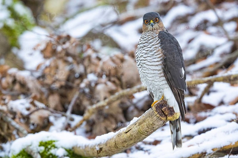 Sparrowhawk (Accipiter nisus) Germany