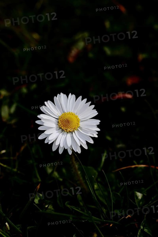 Daisy (Bellis perennis), wildflower, close-up, dark background inflorescence, early bloomer, spring, Wilnsdorf, North Rhine-Westphalia, Germany