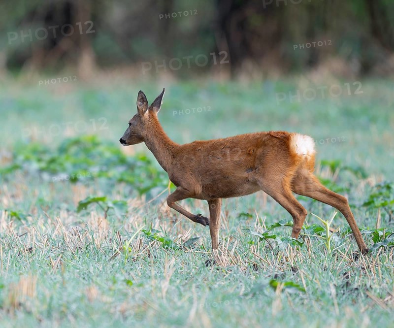 Roe deer (Capreolus capreolus), doe running across a field, wildlife, Thuringia, Germany