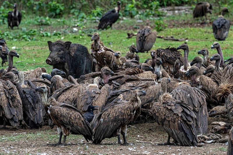 Vultures, slender-billed vulture (Gyps tenuirostris), Bengal vulture (Gyps bengalensis) and wild boar at a feeding site, scavengers, Chitwan National Park, Terai, Nepal
