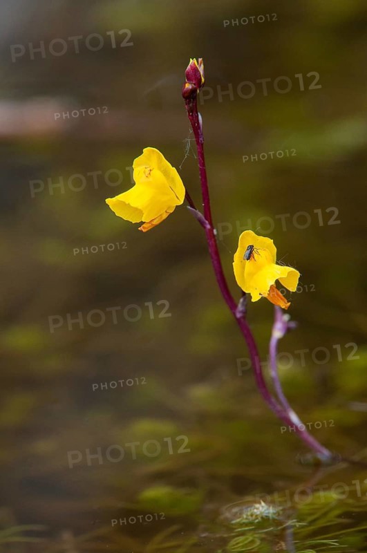 Fatweed plants, large water hose, large bladderwort, lentibulariaceae, southern water hose, utricularia australis, misunderstood water hose, flora, high size, vertical format, plants, water hose