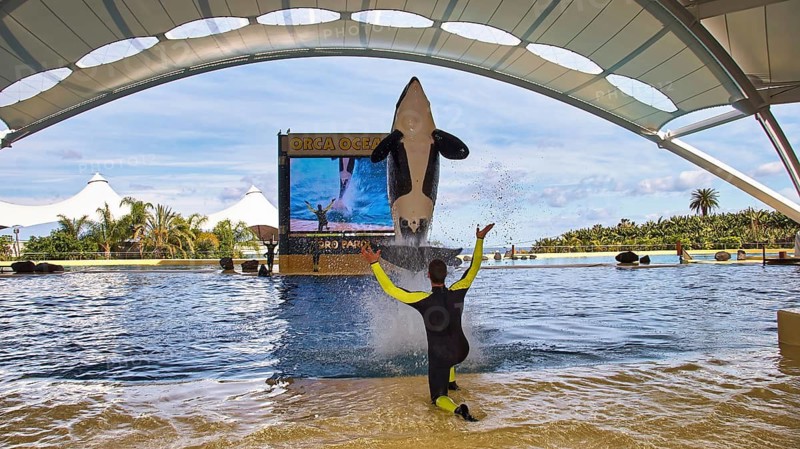 An orca, accompanied by a trainer, jumps out of the water in a theme park, orcas (Orcinus orca), orca show, whales, killer whales, animal show, Loro Parque, Puerto de la Cruz, Tenerife, Canary Islands, Spain