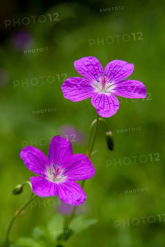 Geraniaceae, geranium pratense, stork beak, meadow stork beak, flora, high size, portrait format, meadow crane's-bill, meadow geranium, plants, plants