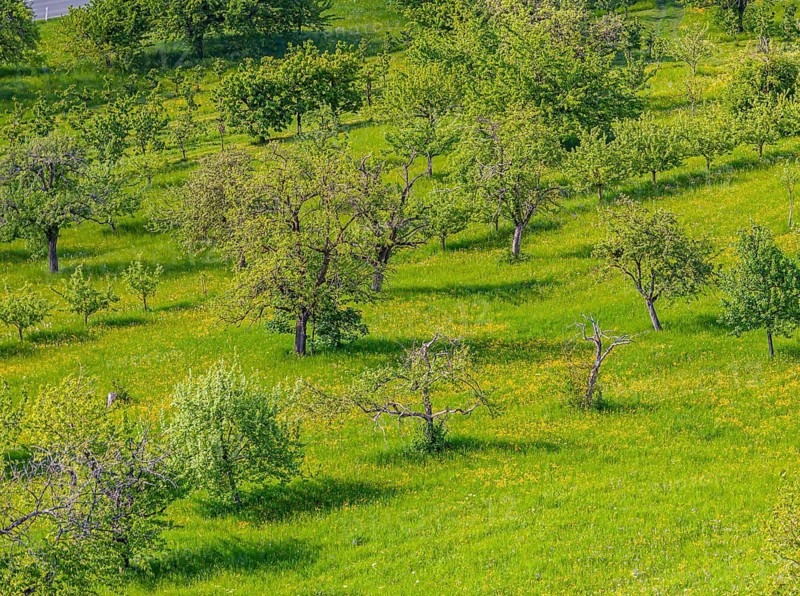 Land damage on the Albtrauf of the Swabian Jura near Metzingen. Orchard near Metzingen, Baden-Württemberg, Germany