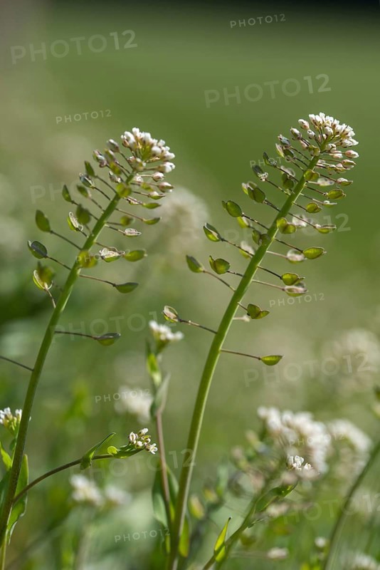 Brassicaceae, thlaspi perfoliatum, perfoliate penny-cress, largherkraut, cruciferous vegetables, microthlaspi perfoliatum, perfoliate penny-cress, largherkraut, flora, high size, vertical format, plants, plants, largherkraut