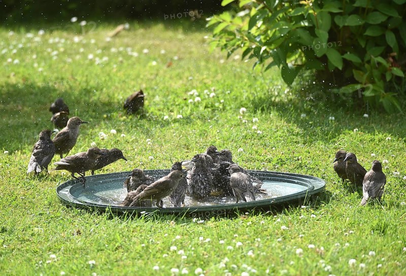 A group of birds are splashing about and cooling off in a pool of water in a meadow, starlings (Sturnus vulgaris) are bathing together in a meadow, Schleswig-Holstein, Germany
