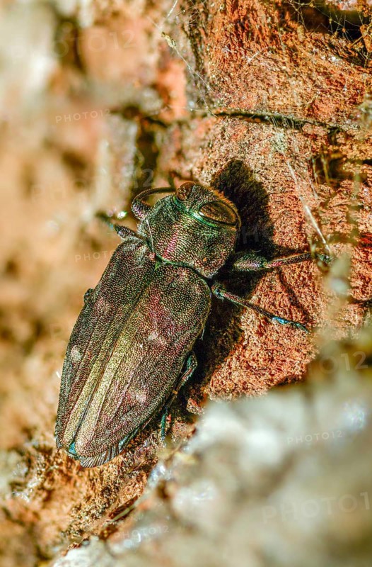 Chrysobothris affinis, gold pit oak splendour beetle, goldmine oak beetle, golddot hardwood beetle, beetle, coleoptera, high size, portrait format, insects, beetles