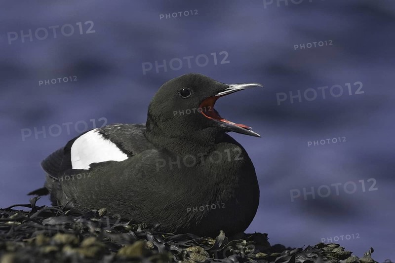 Black Guillemot (Cepphus grylle) calling, Iceland