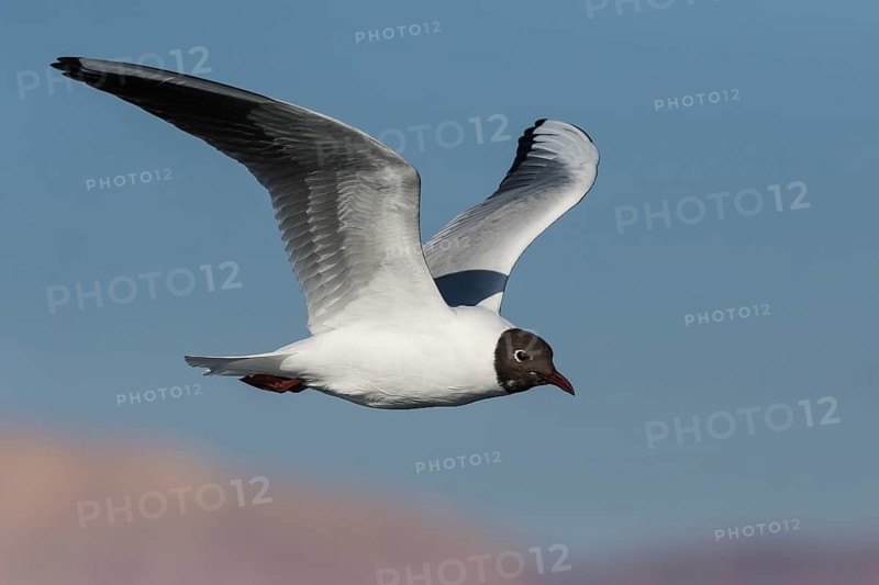 Black-headed Gull (Chroicocephalus ridibundus) flying, Eilat, Israel