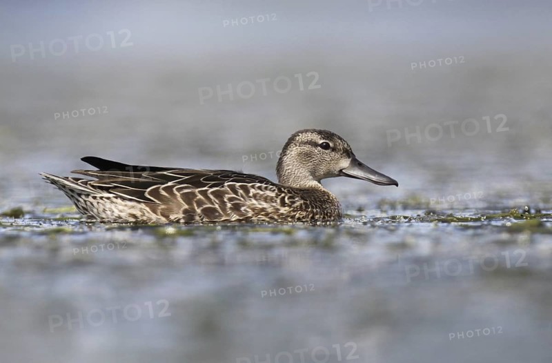 Blue-winged Teal (Spatula discors) female, Ohio, USA