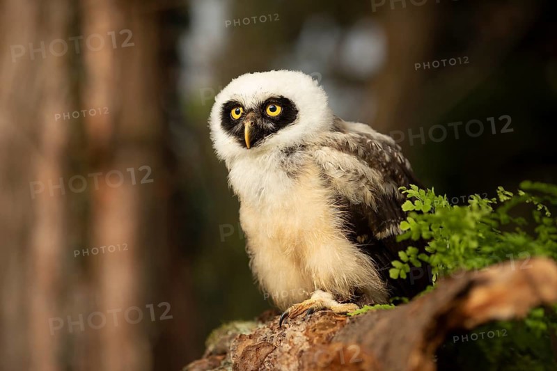 Spectacled Owl (Pulsatrix perspicillata) captive, juvenile perched on a log, Germany