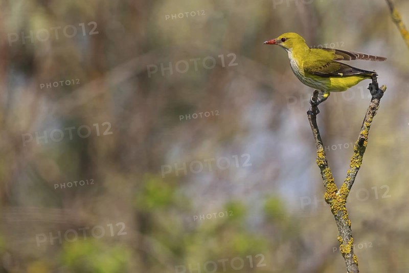 Oriole, (Eurasian Golden Oriole), on perch, animals, birds, New Tower Hide, Tiszaalpár - Kiskunsági Nation, Bács-Kiskun, Hungary