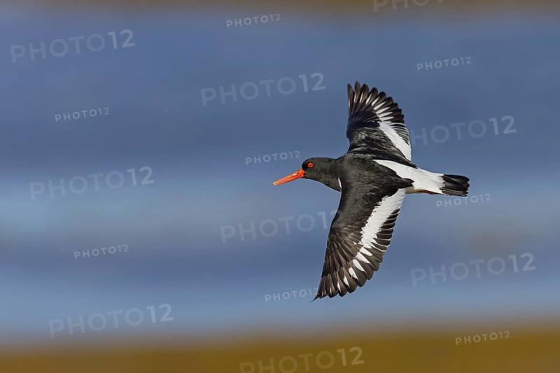 Oystercatcher, (Haematopus ostralegus), animals, birds, flight recording, wader, gull, alcove bird, flight recording, Hjarðarholt, Vesturland, Iceland