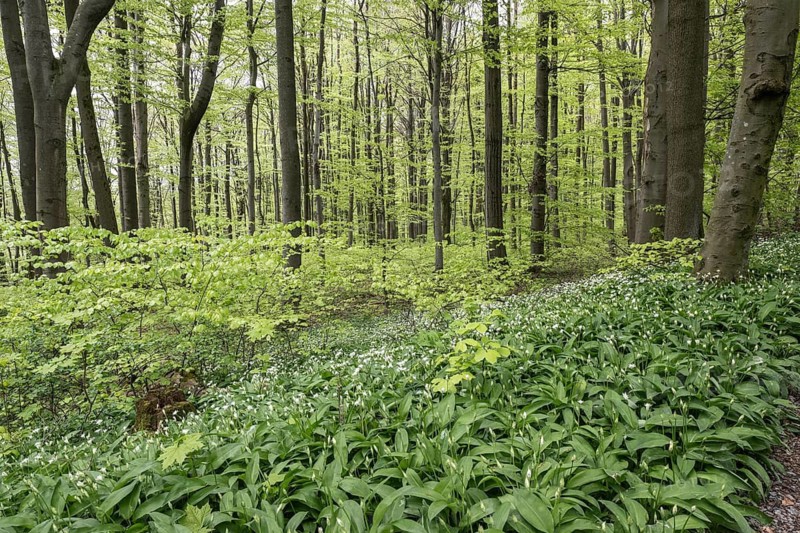 Beech forest (Fagus sylvatica), fresh leaves, Ramson (Allium ursinum) Hainich, Thuringia, Germany